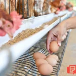 peternakan telur ayam