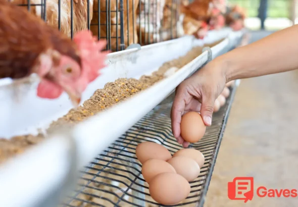peternakan telur ayam