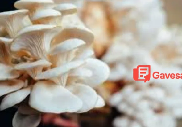 Budidaya Jamur Tiram