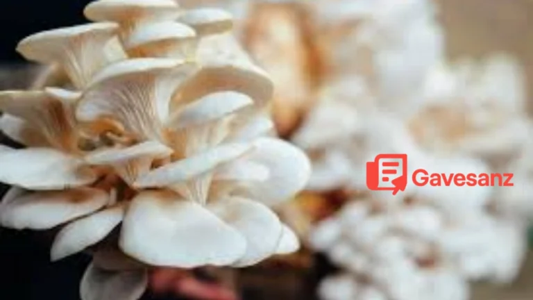 Budidaya Jamur Tiram