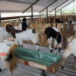 Ternak Kambing