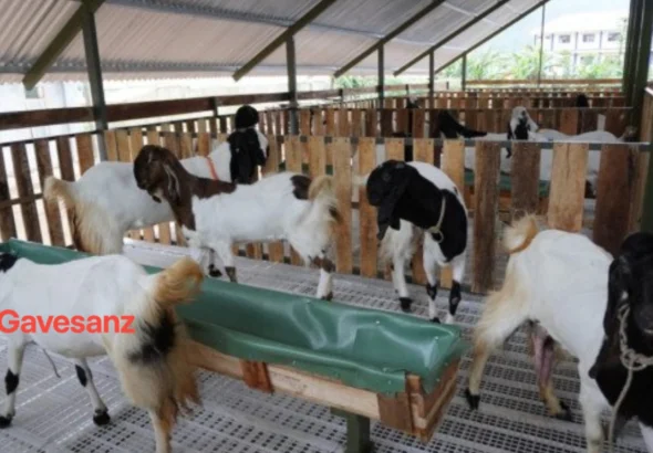 Ternak Kambing