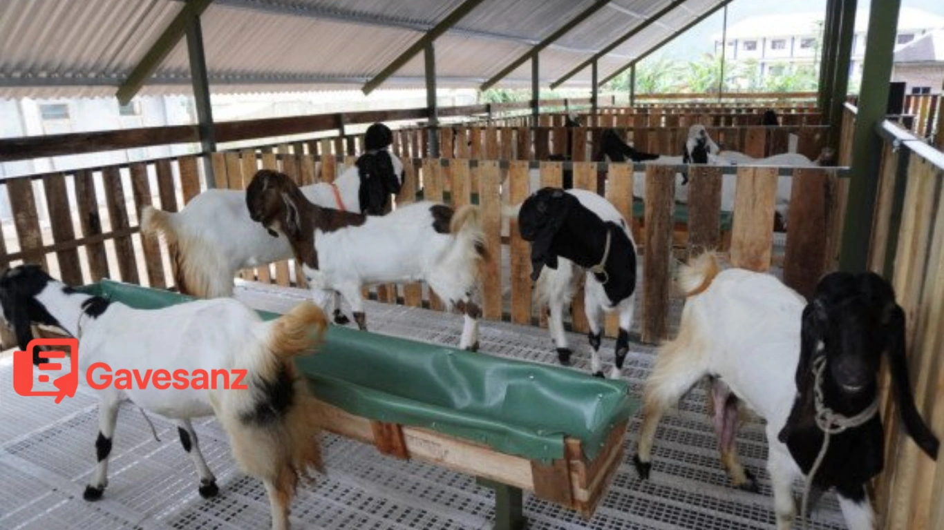Ternak Kambing