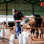 Peternakan Sapi Perah
